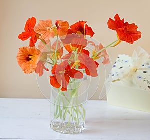 Vase with nasturtium flowers and gift box on neutral background