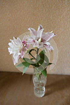 Vase with pair of pink and white double lilies