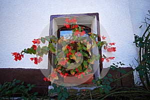 vase of red begonias on the windowsill of a monastery