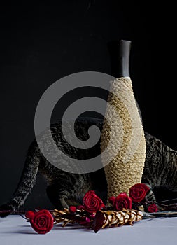 Vase, roses and cat