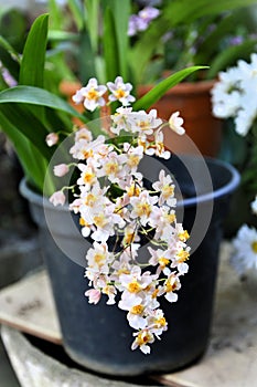Vase with small flowers of Oncidium Twinkle