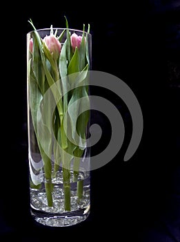 Vase of tulips