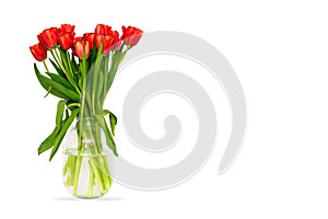 Vase with tulips is isolated on a white background. Bouquet of fresh red flowers in a glass jar. Spring flowers for