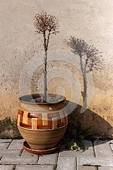 A vase with a withered tree and its shadow on the wall