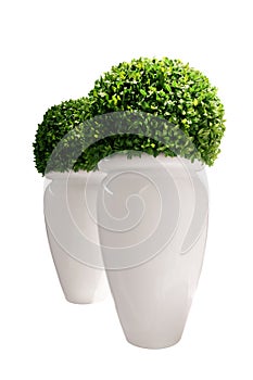 Vases with buxus isolated on white background