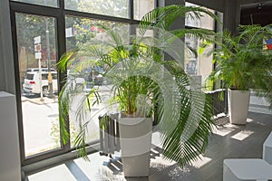 Vases in a row . Green plant pot next the window in the morning . Decorative Areca palm . Indoor flower pots plants, large