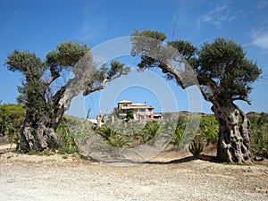 Vasilikos village, Zakynthos island, Southern Greece photo