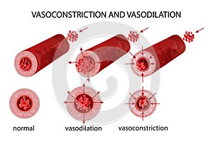 Vasoconstriction and vasodilation blood pressure. photo