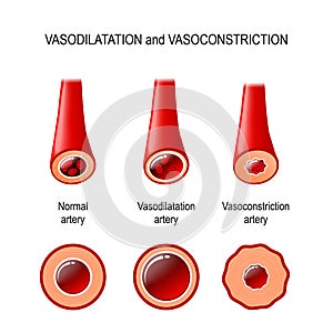 Vasodilation and vasoconstriction