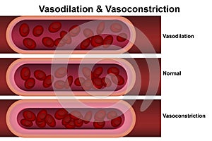 Vasodilation and vasoconstriction. Comparison of Blood vessels photo