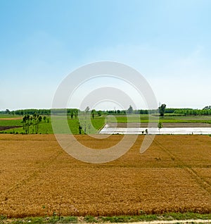 Vast agricultural farmland in Uttar Pradesh, India, with seasonal crops like wheat thriving across the rural landscape photo