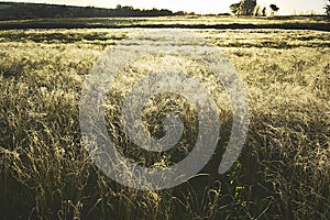 Steppe with flowering feather grass