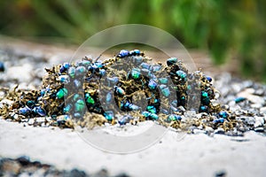 Vast assemblage of small green dung beetles congregated on a bed of moss