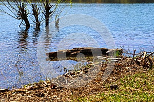 Vast blue lake water with tree branches floating in the water and plants growing from the bottom of the lake with lush green grass