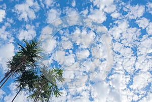 The vast blue sky and clouds sky with palm tree
