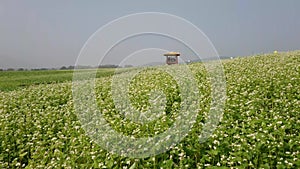 Vast buckwheat flower field and pavillion