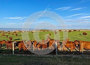 A vast cattle ranch with ear tagged cows