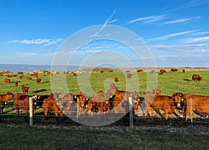 A vast cattle ranch with ear tagged cows photo