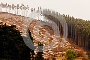 Vast clearcut Eucalyptus forest for timber harvest