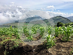 The vast corn fields in the hills of Guatemala, outside of Antigua. These fields are at the base of mount Acatenango, a dormant