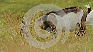 In the vast expanse of the European alpine region, the Ibex, a magnificent mountain goat, thrives in its natural habitat