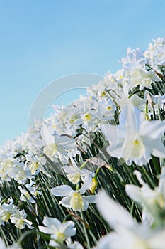 vast field of blooming white daffodils against blue sky. concept: outdoor events, picnics, garden festivals
