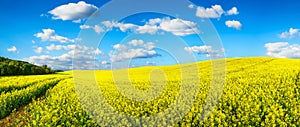 Vast field of blossoming rapeseed, panorama