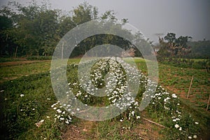 Vast field of budding white Chrysanthemums, Chandramalika, Chandramallika late photo