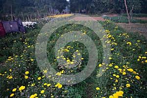 Vast field of budding yellow Chrysanthemums, Chandramalika, Chandramallika flowers photo