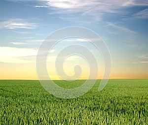 Vast field and clear sky photo