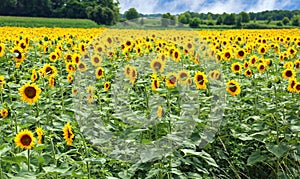 Vast field cultivated with sunflowers photo