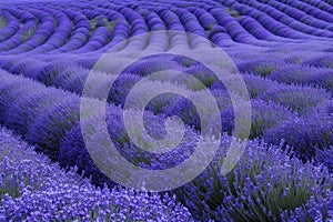 Vast field of flowering purple lavender plants in rows