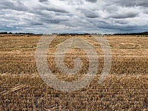 Vast Field of Harvested Barley, County Carlow, Ireland