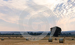 Vast Field of Hay Bales