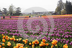 Vast field of multi colored spring tulips in full bloom