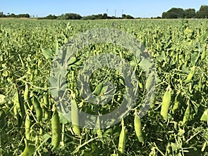 Vast field of peas in northern Poland