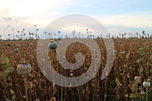 Vast field with poppy heads