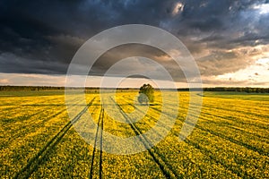 Vast Field of Rapeseed with a Single Tree Under a Stormy Sky at Sunset