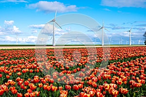 A vast field of red and yellow tulips in full bloom swaying gently in the wind, with iconic windmill turbines standing