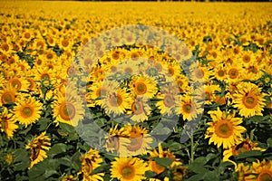 Vast Field of Sunflowers in Full Bloom