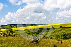 Vast fields of daisies and flowering mustard in Russia