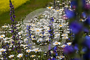 Vast fields of daisies and flowering mustard in Russia