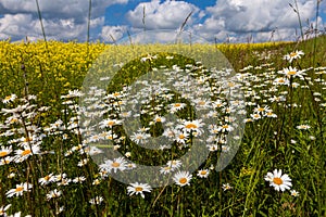 Vast fields of daisies and flowering mustard in Russia