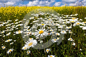 Vast fields of daisies and flowering mustard in Russia