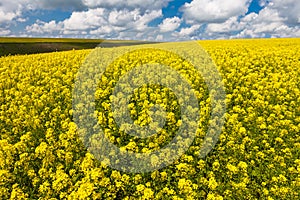 Vast fields of daisies and flowering mustard in Russia