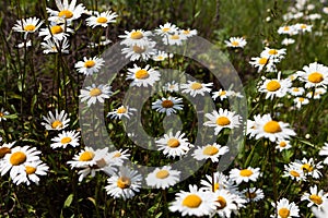 Vast fields of daisies and flowering mustard in Russia