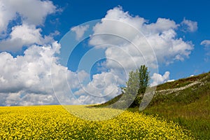 Vast fields of daisies and flowering mustard in Russia