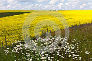 Vast fields of daisies and flowering mustard in Russia