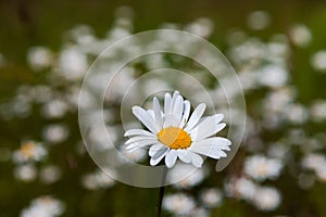 Vast fields of daisies and flowering mustard in Russia