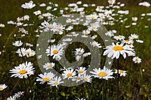 Vast fields of daisies and flowering mustard in Russia